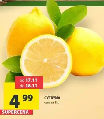 Arhelan Cytryna oferta
