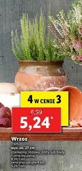 Lidl Wrzos oferta