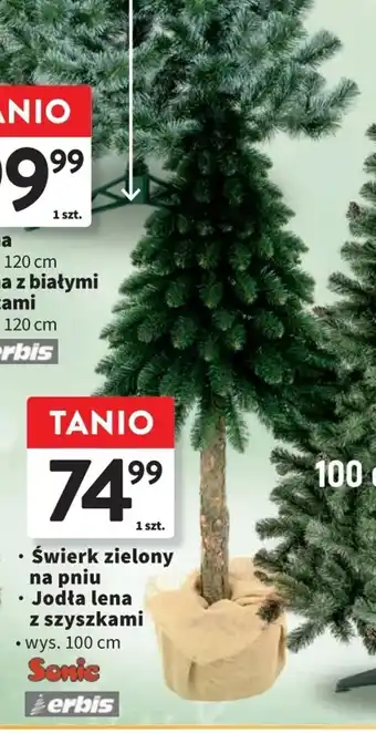 Świerk zielony na pniu wys. 100 cm