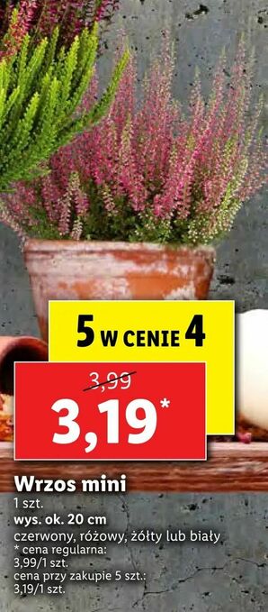 Lidl Wrzos mini oferta