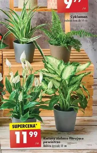 Biedronka Kwiaty zielone filtrujące powietrze oferta