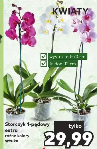 Kaufland Storczyk 1-pędowy extra różne kolory sztuka oferta