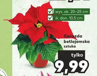 Kaufland Gwiazda betlejemska sztuka oferta