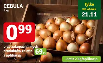 Stokrotka CEBULA 1 kg oferta