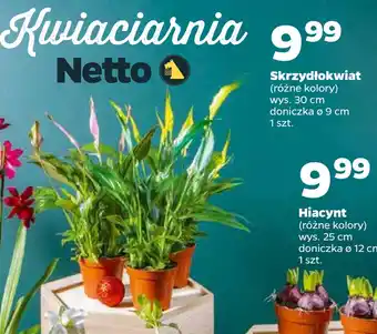 Skrzydłokwiat