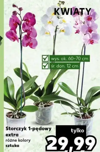 Kaufland Storczyk 1-pędowy extra różne kolory sztuka oferta