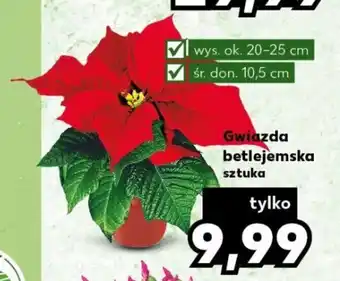 Kaufland Gwiazda betlejemska sztuka oferta