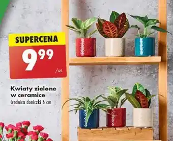 Biedronka Kwiaty zielone w ceramice oferta