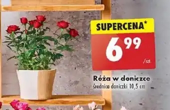 Biedronka Róża w doniczce oferta