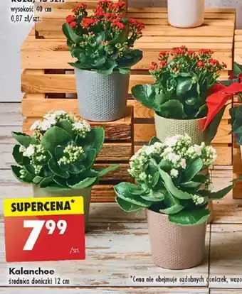 Biedronka Kalanchoe oferta