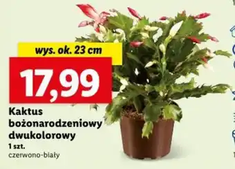 Lidl Kaktus bożonarodzeniowy dwukolorowy 1szt oferta