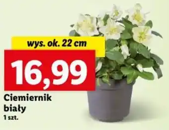 Lidl Ciemiernik biały oferta