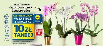 Lidl WSZYSTKIE STORCZYKI oferta