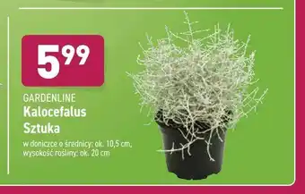 ALDI Kalocefalus Sztuka oferta