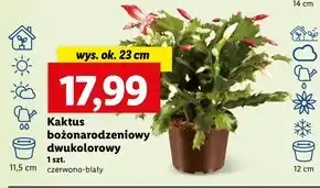 Lidl Kaktus oferta
