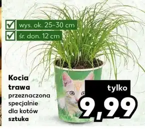Kaufland Trawa kocia oferta