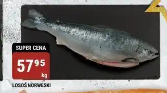 bi1 ŁOSOŚ NORWESKI 1kg oferta