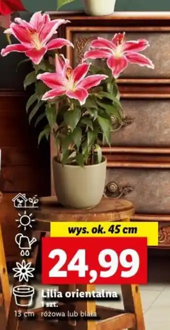 Lidl Lilia orientalna oferta