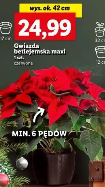 Lidl Gwiazda betlejemska maxi oferta