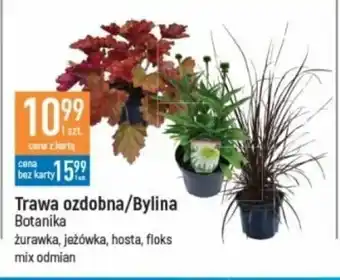 E.Leclerc Trawa ozdobna/Bylina oferta