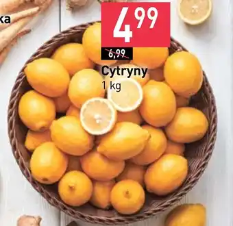 Stokrotka Cytryna oferta