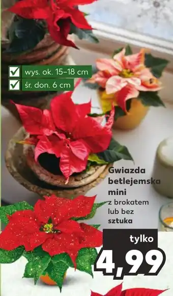 Kaufland Gwiazda betlejemska mini oferta