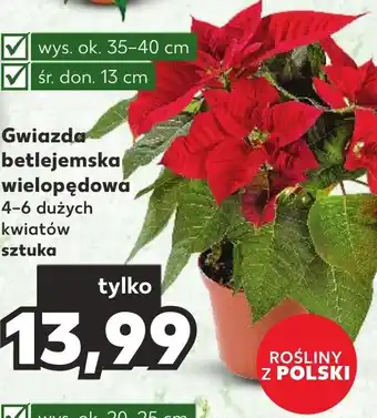 Kaufland Gwiazda betlejemska wielopędowa oferta