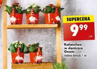 Biedronka Kalanchoe w doniczce Gnom oferta