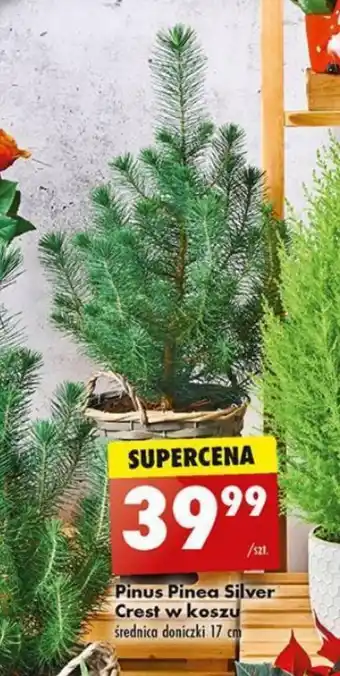 Pinus Pinea Silver Crest w koszu