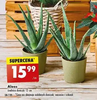 Biedronka Aloes oferta