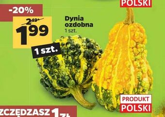 Netto Dynia ozdobna oferta