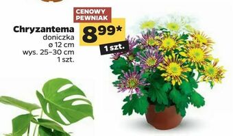 Netto Chryzantema oferta