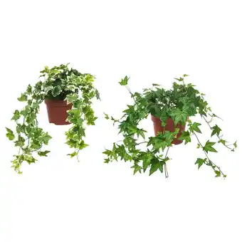 IKEA Hedera helix roślina doniczkowa, bluszcz, 13 cm oferta