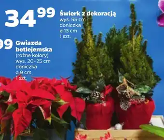 Netto Świerk z dekoracją 1 szt. oferta