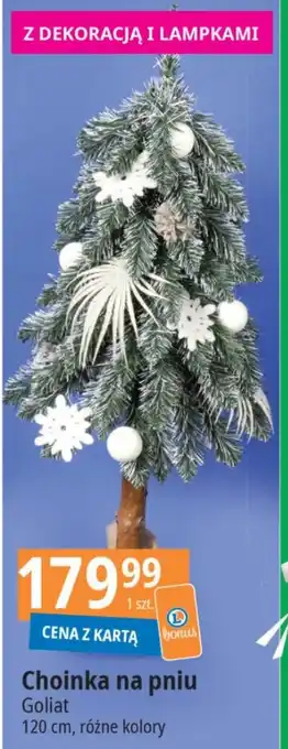 E.Leclerc Choinka na pniu Goliat oferta