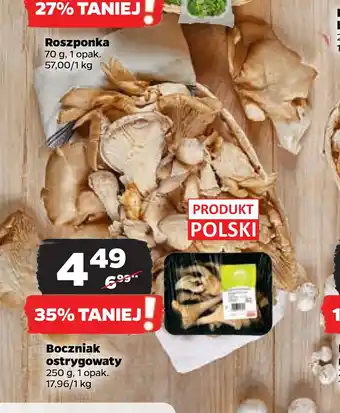 Boczniak ostrygowaty