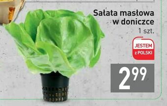 Stokrotka Sałata masłowa w doniczce oferta