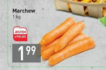 Stokrotka Marchew oferta