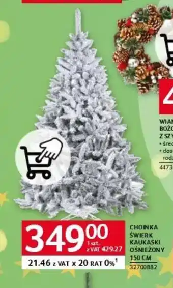 CHOINKA ŚWIERK KAUKASKI OŚNIEŻONY 150cm