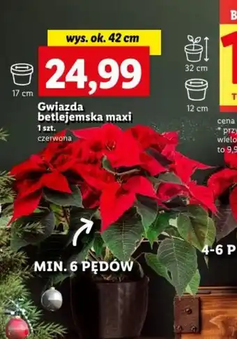 Lidl Gwiazda betlejemska maxi oferta