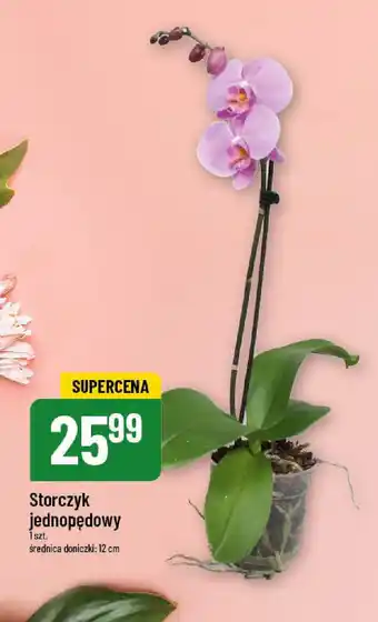 Polomarket Storczyk jednopędowy oferta