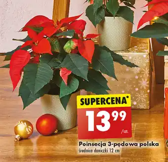 Biedronka Poinsecja 3-pędowa polska oferta