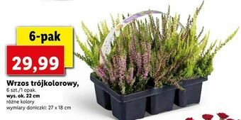 Lidl Wrzos trójkolorowy oferta
