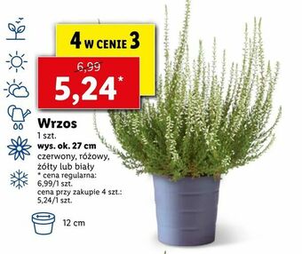 Lidl Wrzos oferta