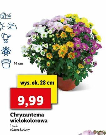 Lidl Chryzantema wielokolorowa oferta