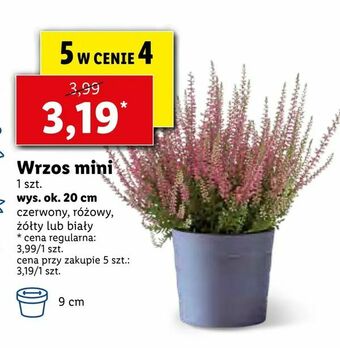 Lidl Wrzos mini oferta