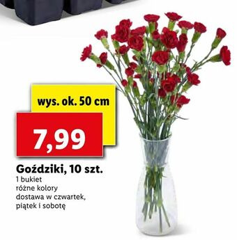 Lidl Goździki, 10 szt oferta