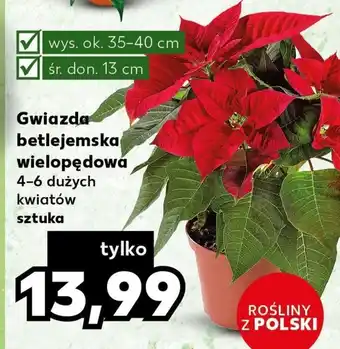 Kaufland Gwiazda betlejemska oferta