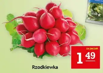 Gram Market Rzodkiewka oferta