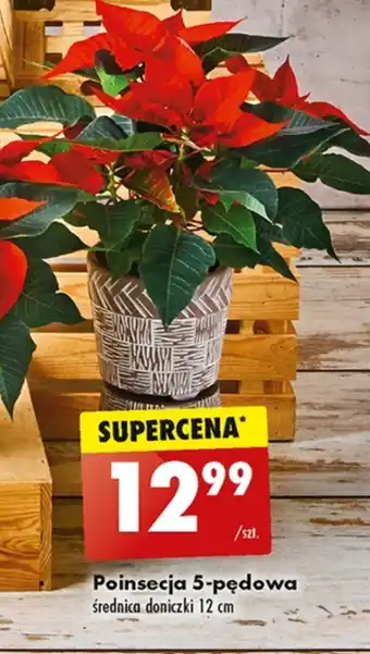 Biedronka Poinsecja oferta